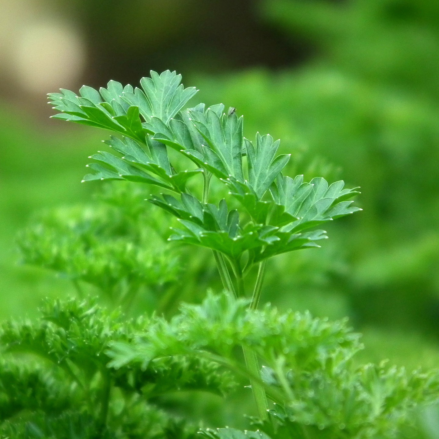 parsley | Health Topics | NutritionFacts.org