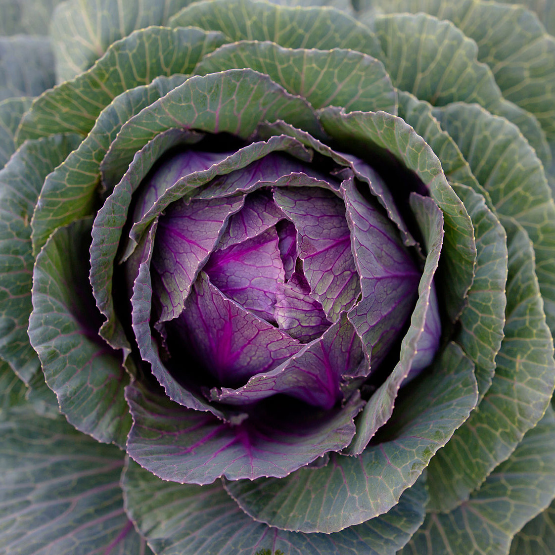 is-cabbage-good-for-you-the-latest-research-nutritionfacts