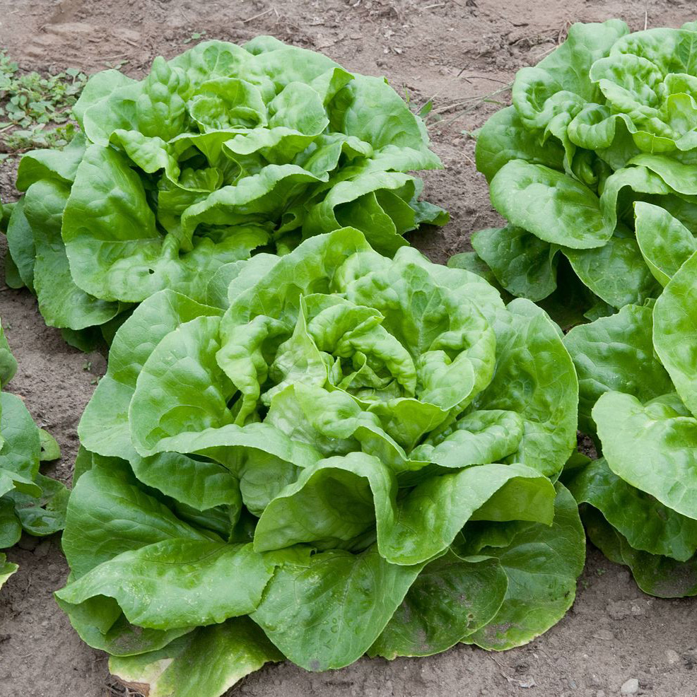 lettuce | Health Topics | NutritionFacts.org