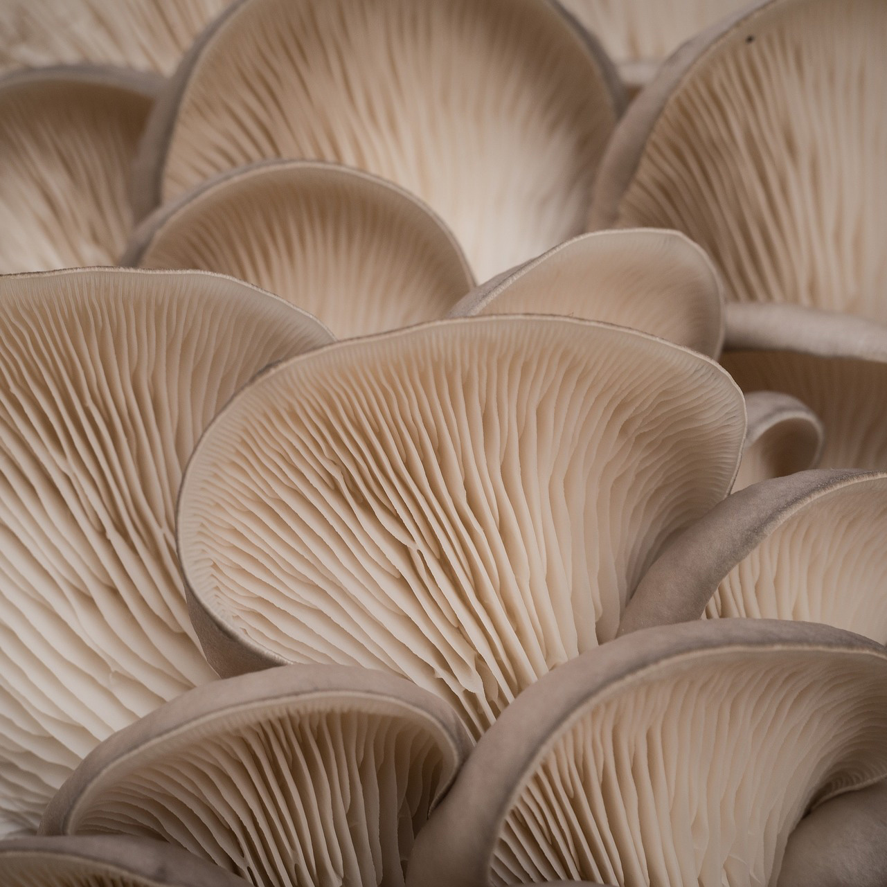 Oyster Mushrooms Health Topics NutritionFacts