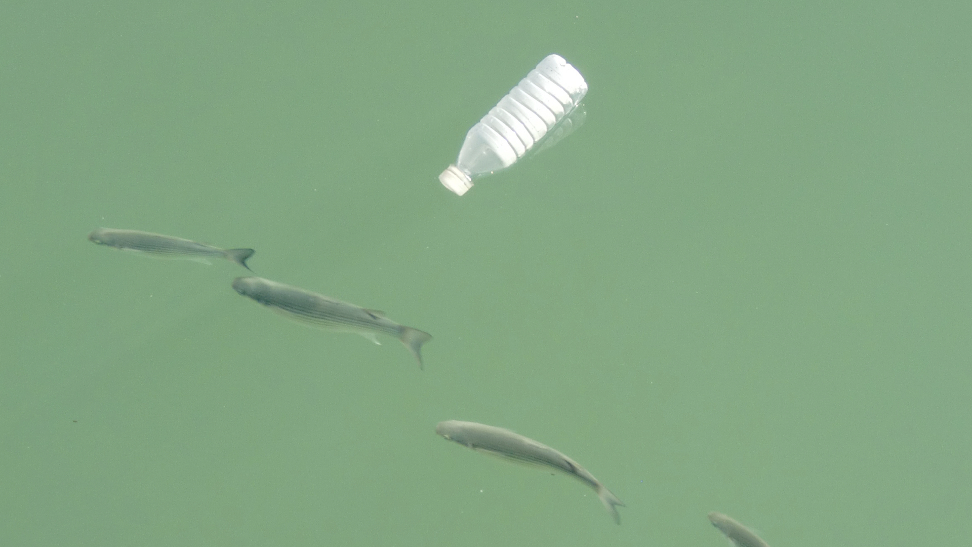 Microplastic Contamination and Seafood Safety