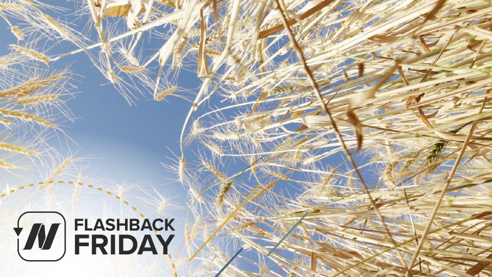 Flashback Friday: Is Gluten Sensitivity Real? & Separating the Wheat from the Chat