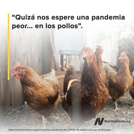 Los Pollos