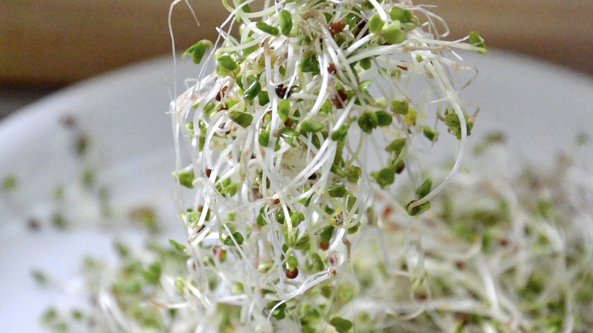 Broccoli Sprouts Купить