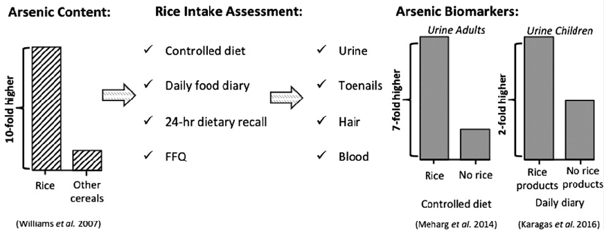 graph showing levels of arsenic in urine with diets containing rice versus no rice