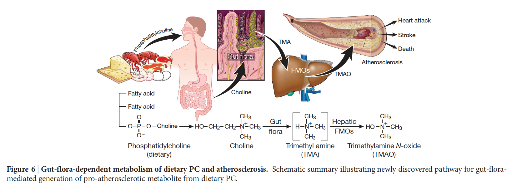 chart showing how liver oxidizes choline into TMAO