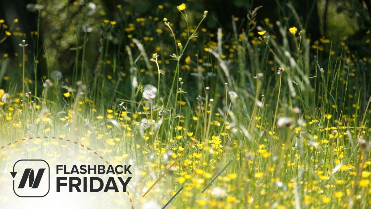 Flashback Friday: Best Food for Hay Fever (Seasonal Allergies)