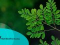 The Benefits of Moringa: Is It the Most Nutritious Food?