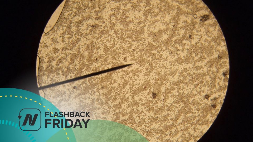 Flashback Friday: Is Candida Syndrome Real?