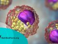 3D illustration of cells that contain lipid droplets