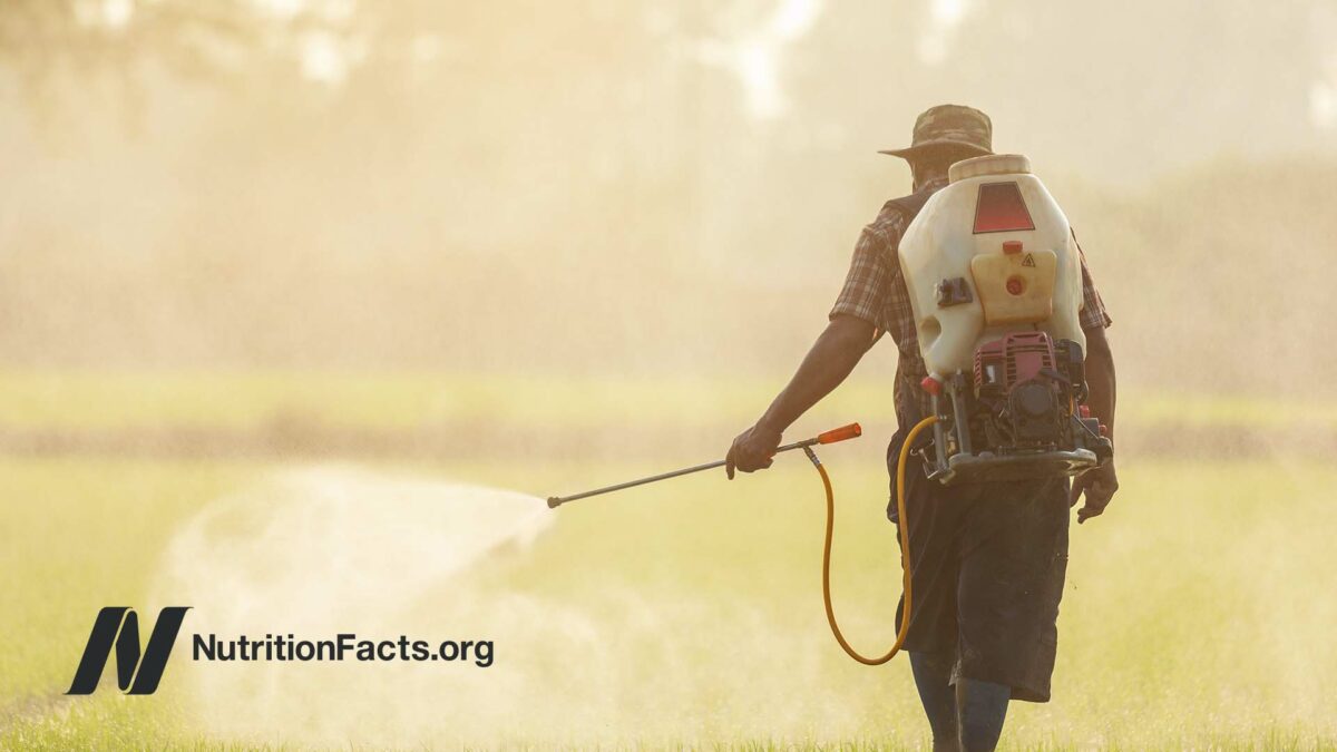 farmer with machine spraying chemical or fertilizer on green rice field