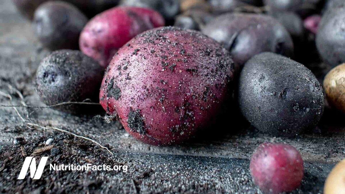 Group of homegrown red and purple potatoes in rustic setting with dirt