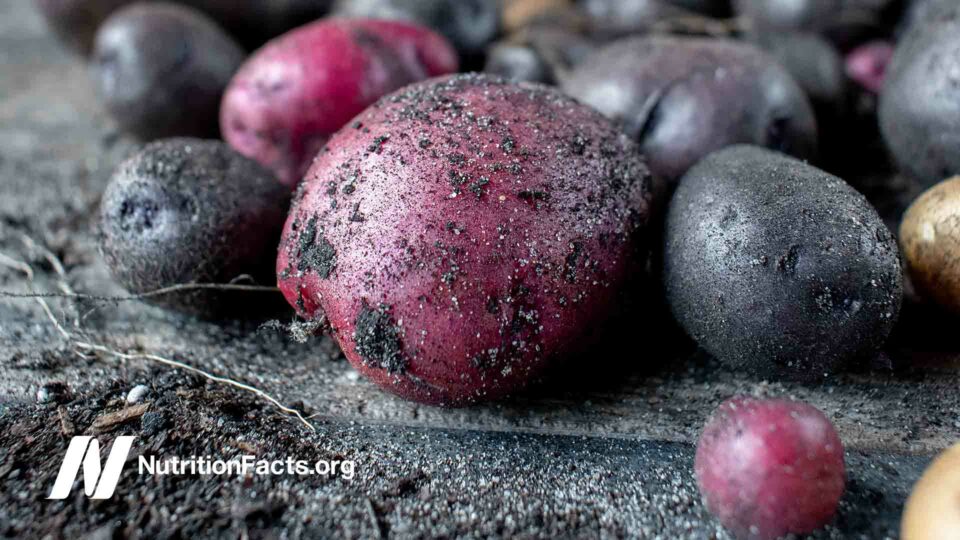Groep van inlandse rode en paarse aardappelen in een rustieke omgeving met vuil
