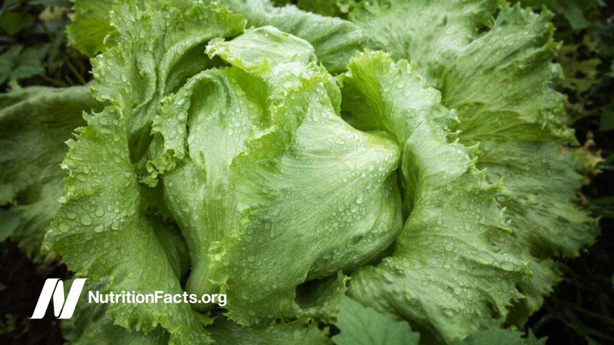 close up shot of fresh lettuce