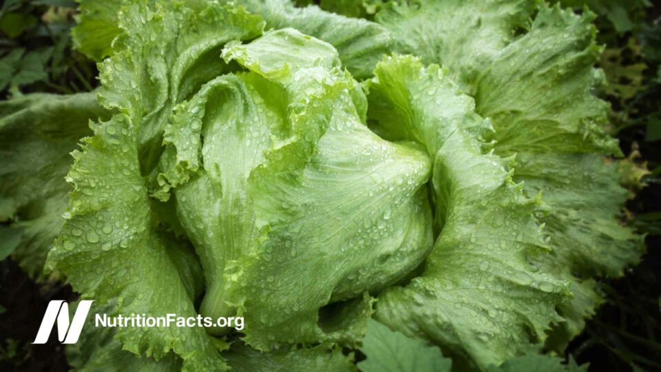 Close up of fresh lettuce