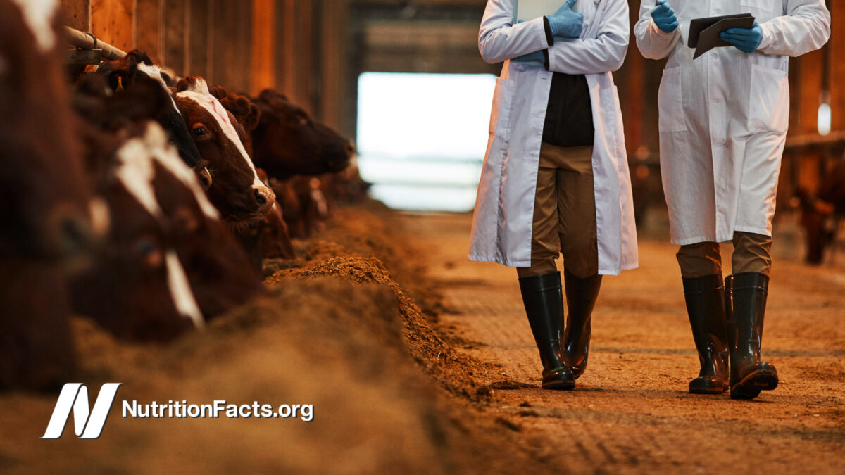 two veterinarians in cow shed walking towards the viewer