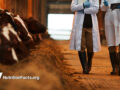 two veterinarians in cow shed walking towards the viewer