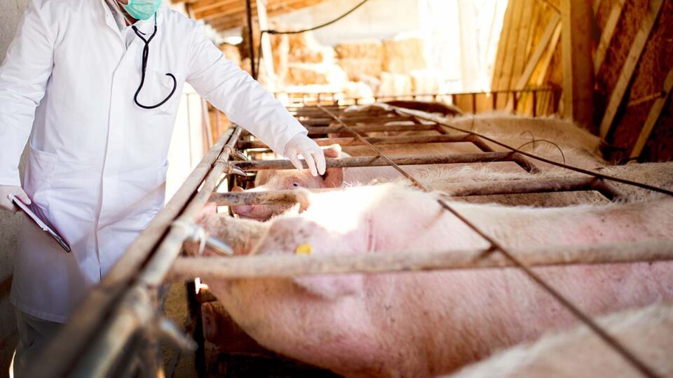 Ractopamine and Yersinia in U.S. Pork