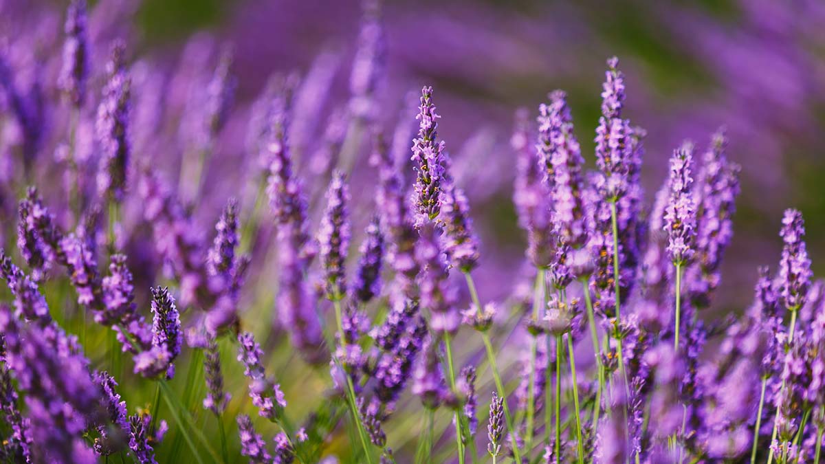 Using Lavender to Treat Anxiety