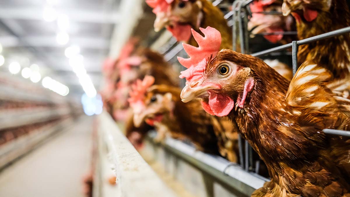 Why Are Chickens Fed Prozac?