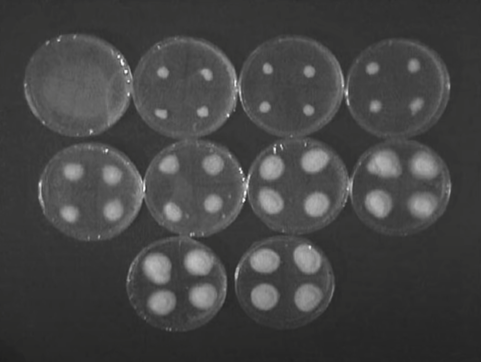 Tea Tree Oil vs. Tinactin for Athlete’s Foot