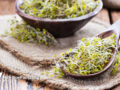 fresh broccoli sprouts in a spoon over cloth