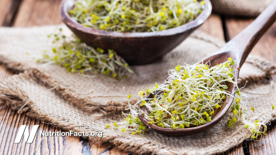 fresh broccoli sprouts in a spoon over a cloth