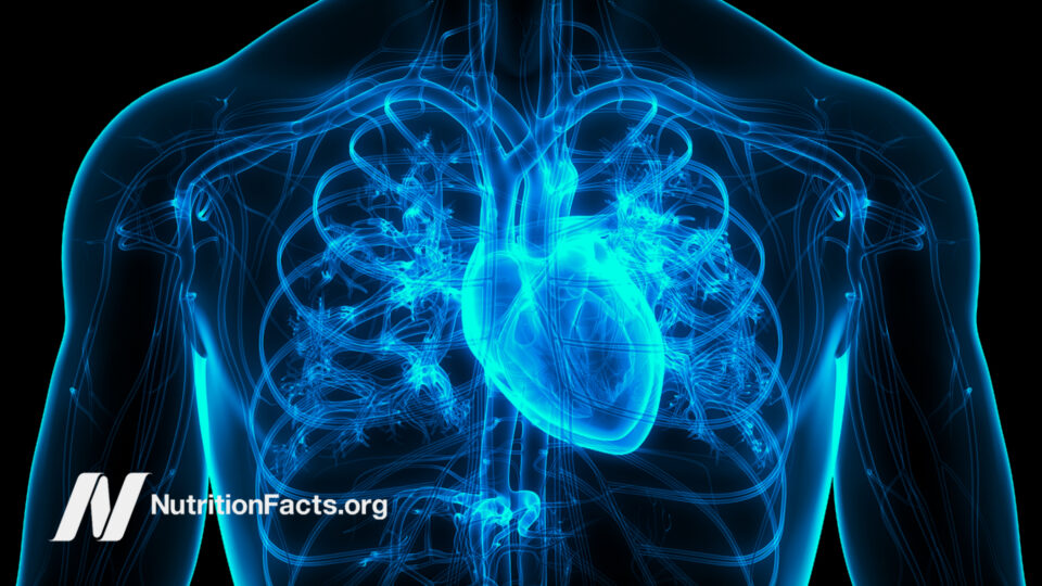 Blue illustration of the circulatory system