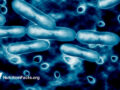 Digital drawing of bacteria
