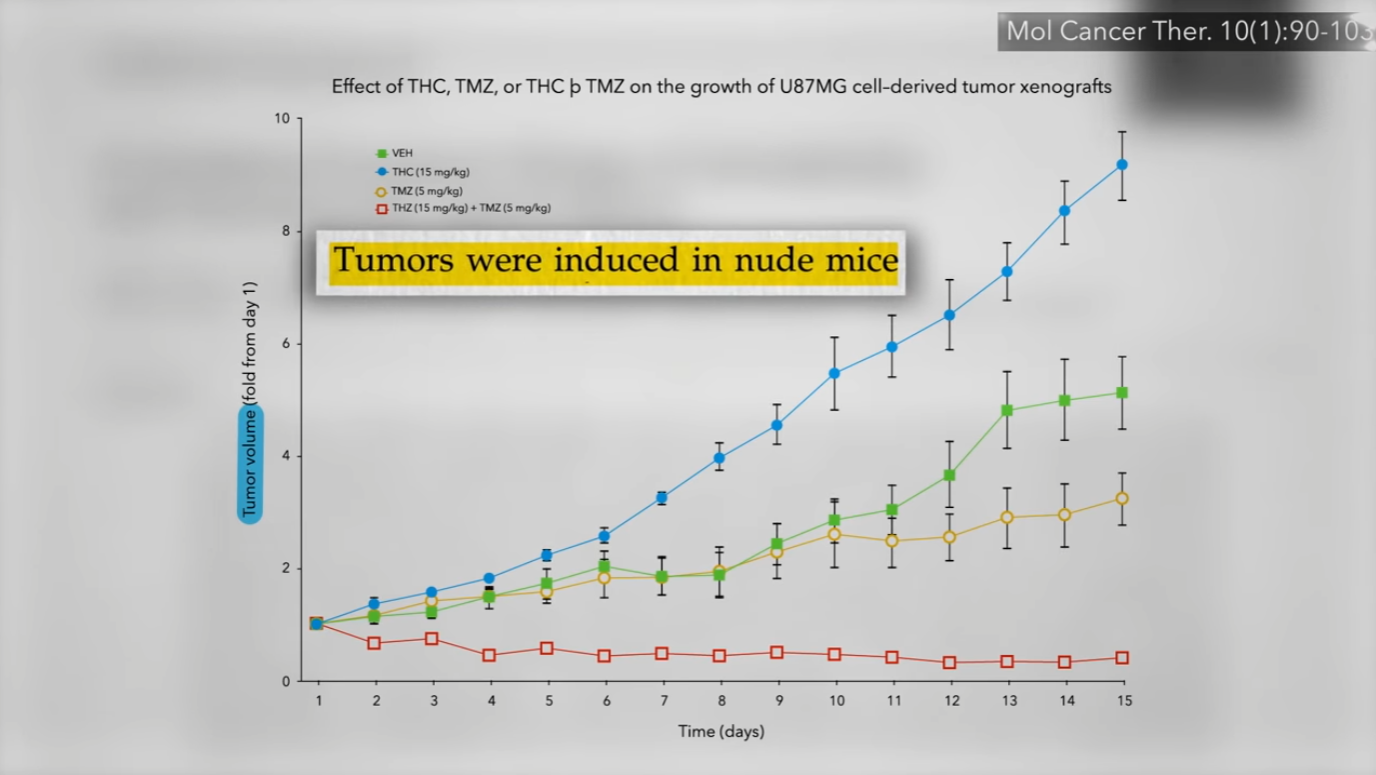 Is Cannabis a Cancer Cure?