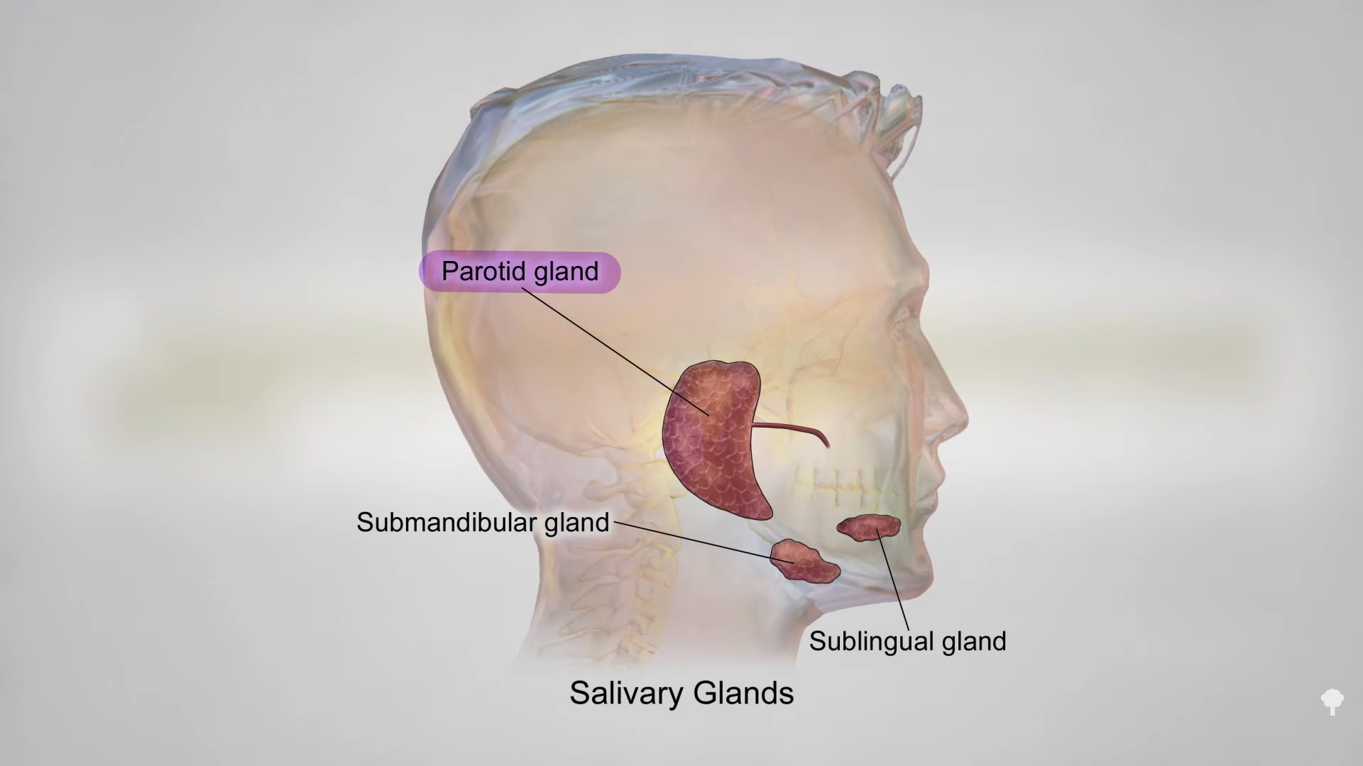 , Salivary Gland Tumors from Cell Phone Use?
