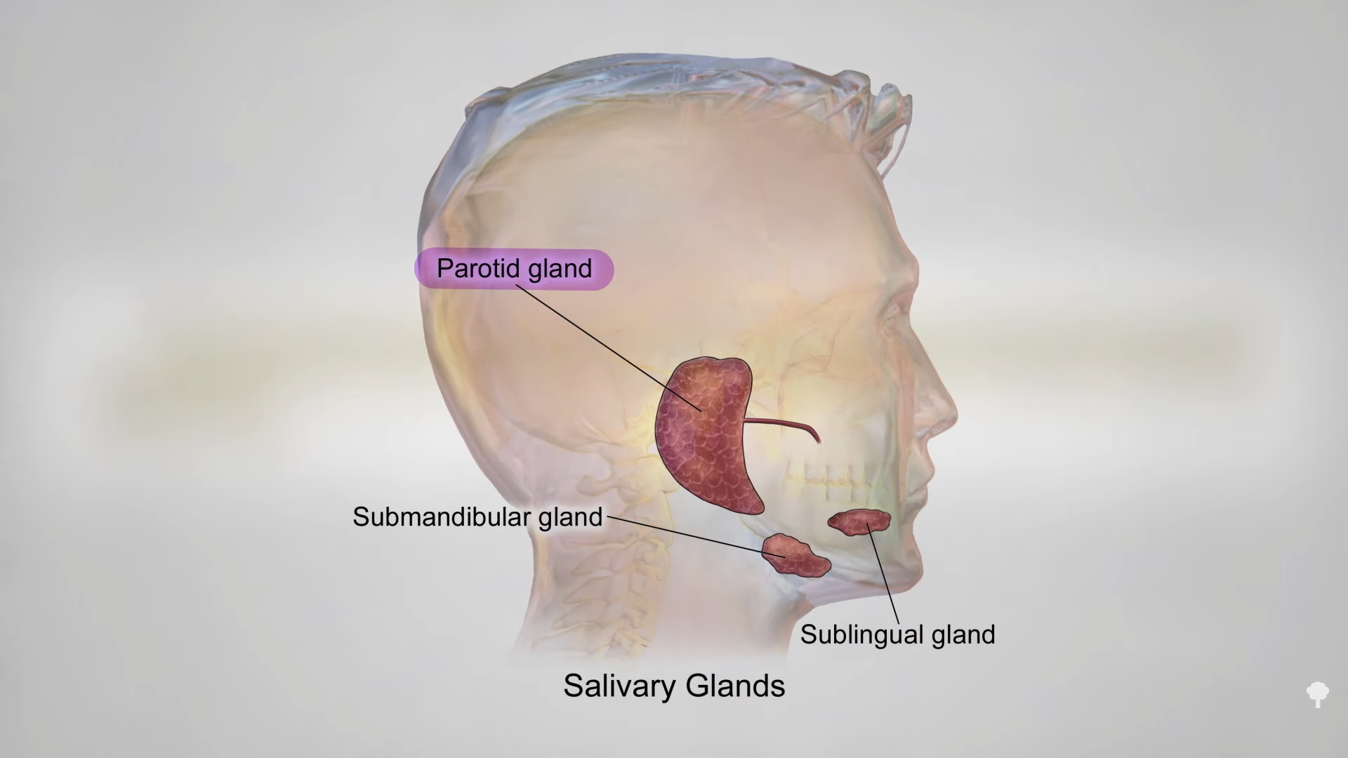 submandibular tumor