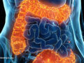 Digital illustration of inner workings of abdomen