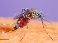 Close up of mosquito on human skin