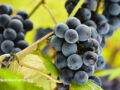 Close up of grapes on a vine