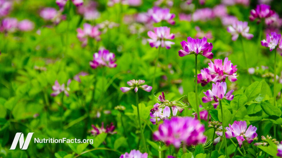 Pink blooms throughout a green field