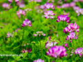 Pink blooms throughout a green field