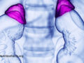Digital drawing of adrenal glands