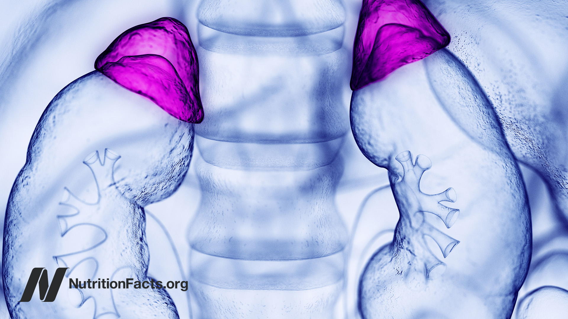 Digital drawing of adrenal glands