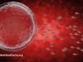 Digital illustration of sperm cells chasing an egg cell