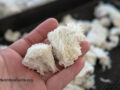 Lion’s mane mushrooms in a hand