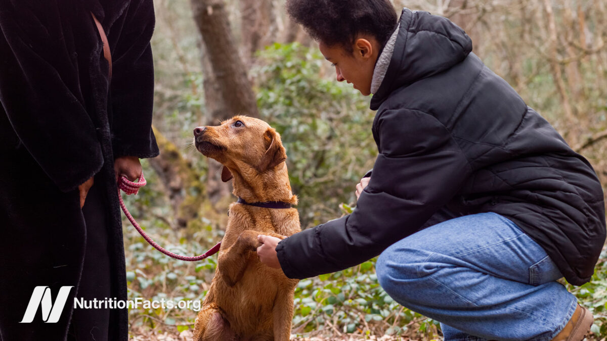 A person meeting a dog on a leash