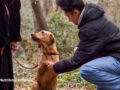 A person meeting a dog on a leash