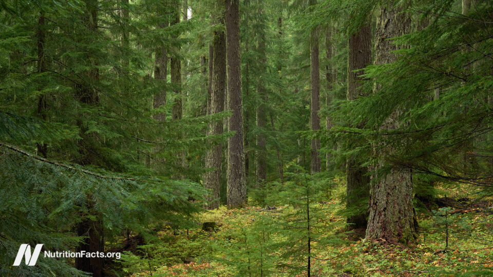 Forest Bathing to Boost Anticancer Immunity 