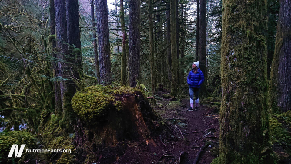 How Is Natural Killer Cell Function Boosted by Forest Bathing? 