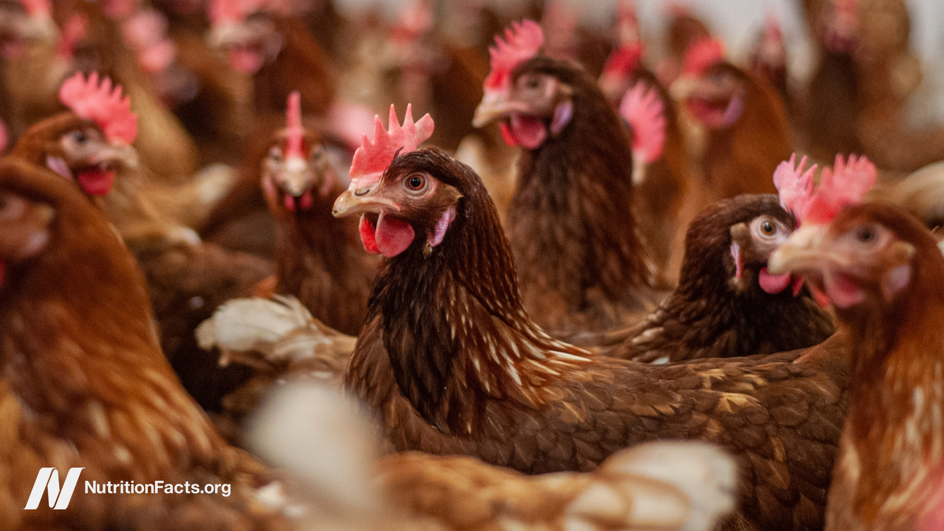 crowded group of chickens