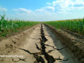 Cracked and dry soil on a farm