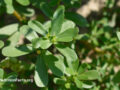 Purslane leaves growing in the sun