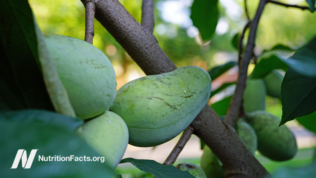 Pawpaws hanging on a tree