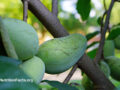 Pawpaws hanging on a tree